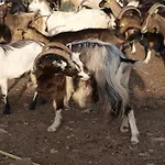 فندق - U Paradisu